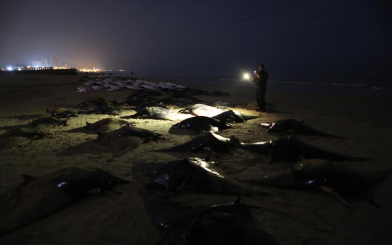 صور.. "الوطواط" يغزو شواطئ غزة