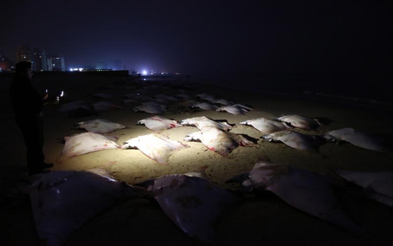 صور.. "الوطواط" يغزو شواطئ غزة