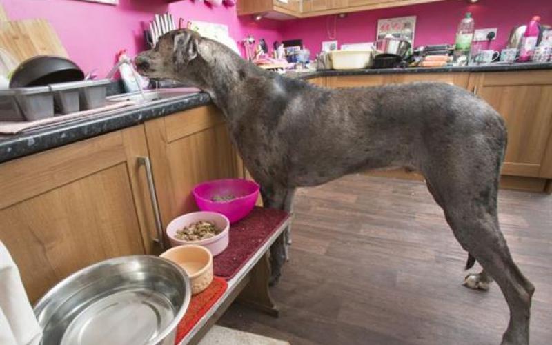 بالصور: "فريدي" أضخم كلب في بريطانيا