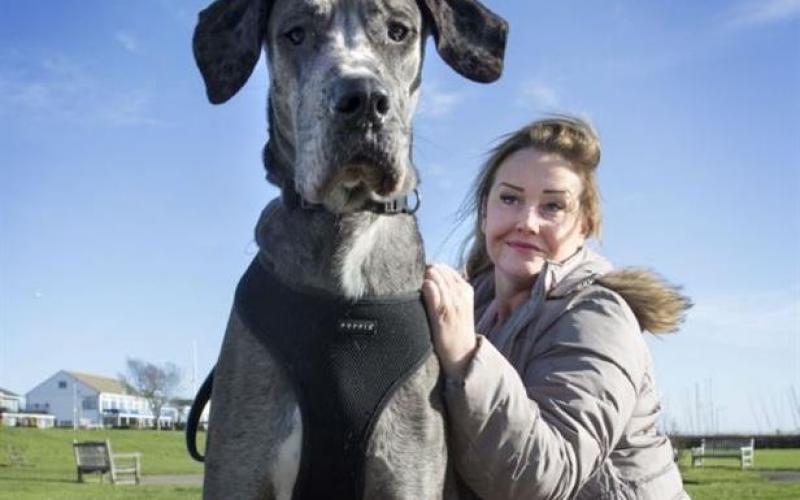 بالصور: "فريدي" أضخم كلب في بريطانيا