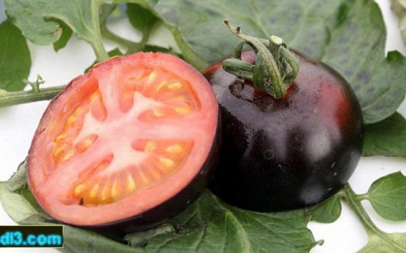 بالصور: طماطم سوداء في الأسواق