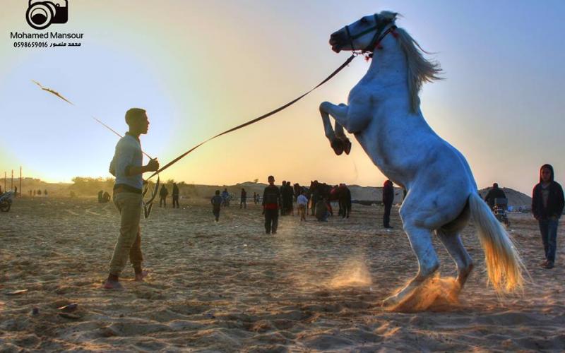 صور: سباق للخيول بمدينة خانيونس