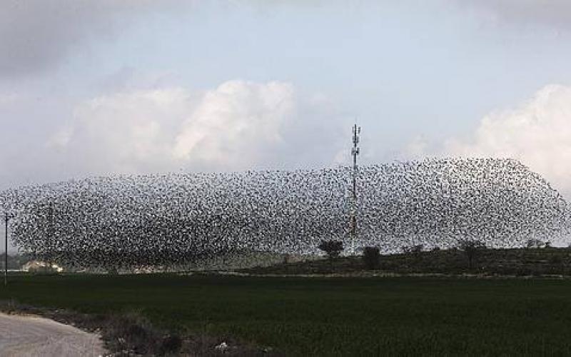 صور: أسراب من الطيور في "رهط"