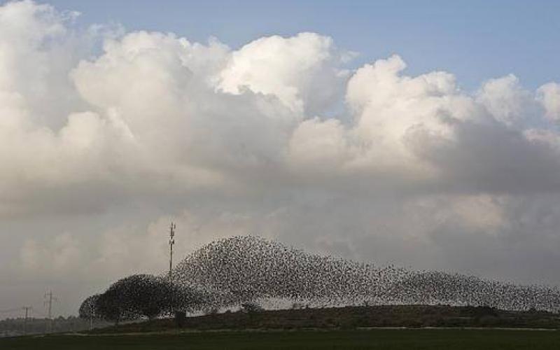 صور: أسراب من الطيور في "رهط"