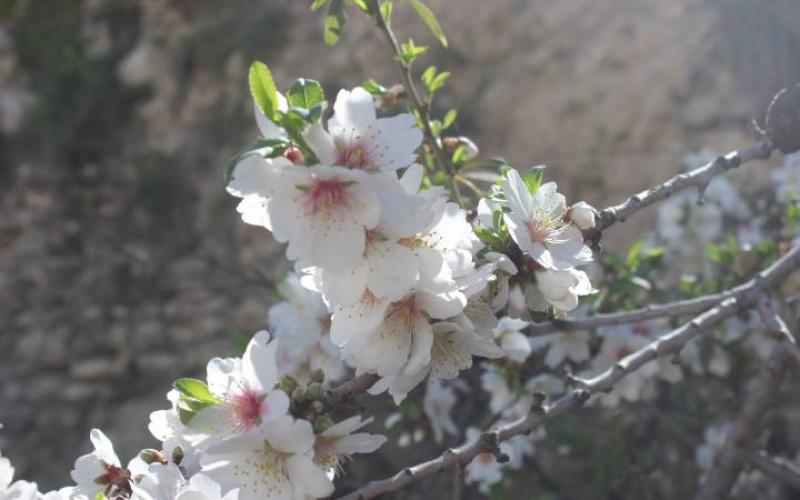 صور: زهور اللوز الخليلي