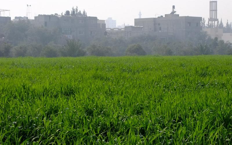 صور: جولة في أراضي المزارعين بالوسطى