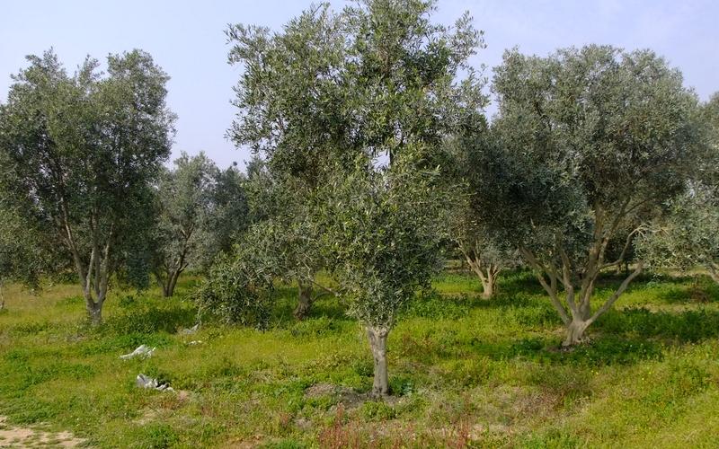 صور: جولة في أراضي المزارعين بالوسطى