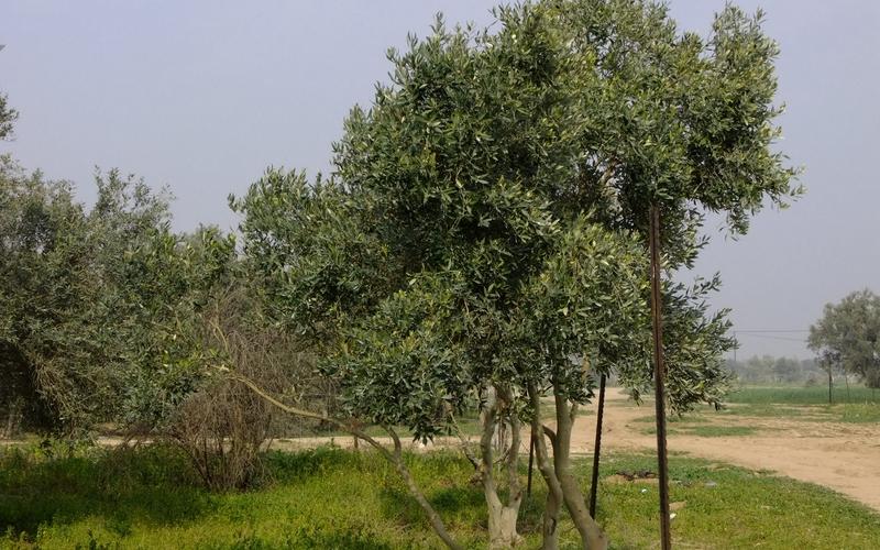 صور: جولة في أراضي المزارعين بالوسطى
