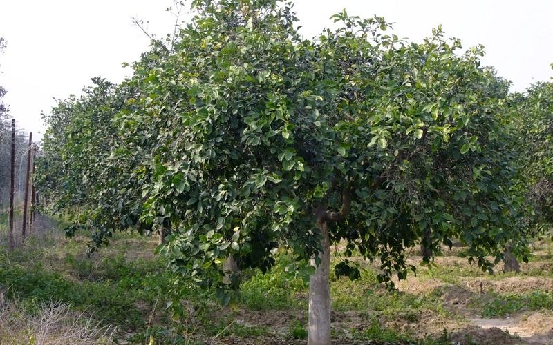صور: جولة في أراضي المزارعين بالوسطى
