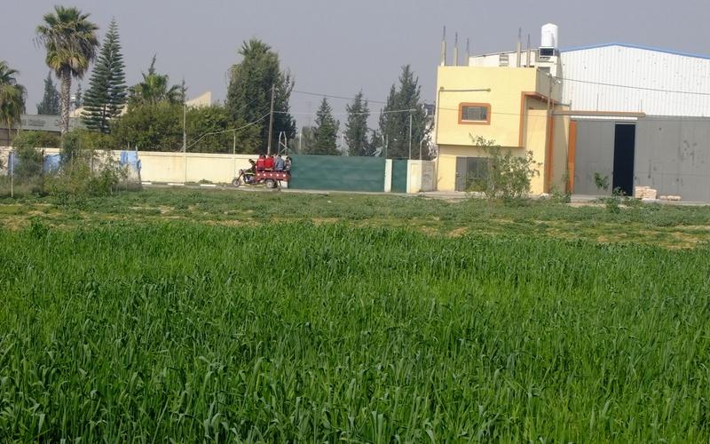 صور: جولة في أراضي المزارعين بالوسطى