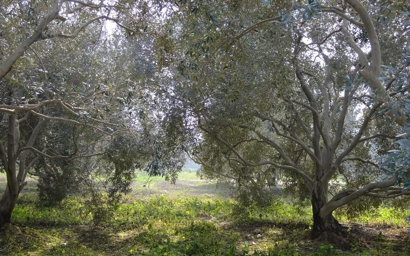 صور: جولة في أراضي المزارعين بالوسطى