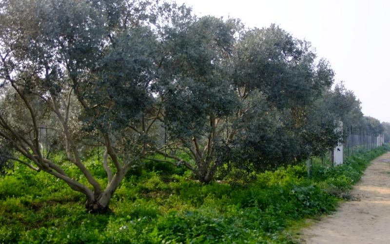 صور: جولة في أراضي المزارعين بالوسطى