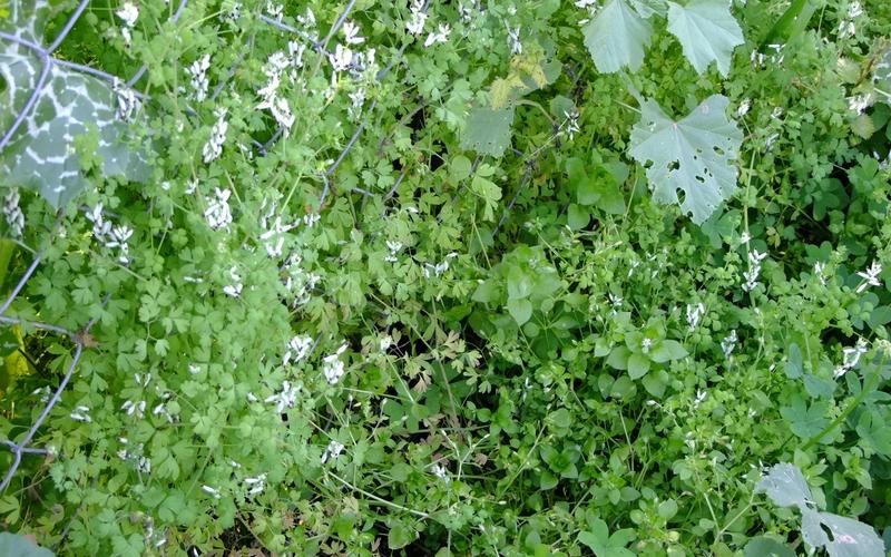 صور: جولة في أراضي المزارعين بالوسطى