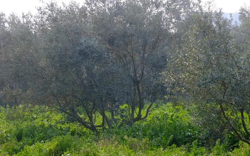 صور: جولة في أراضي المزارعين بالوسطى