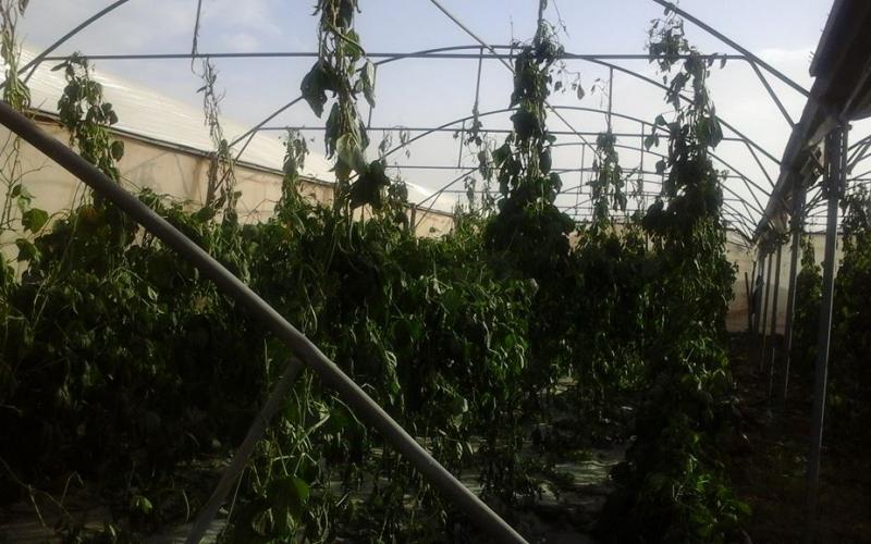 صور: الرياح تدمر بيوتًا بلاستيكية في "بردلة"