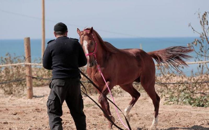 صور: وحدة الخيالة في شرطة غزة