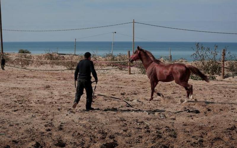 صور: وحدة الخيالة في شرطة غزة