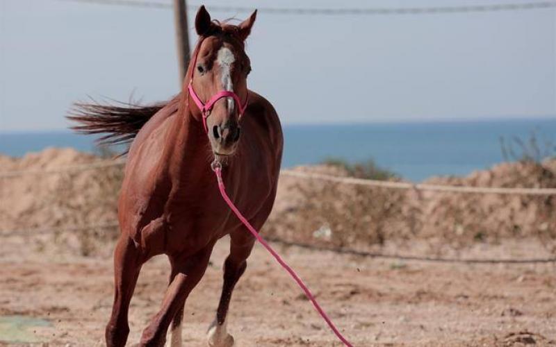 صور: وحدة الخيالة في شرطة غزة