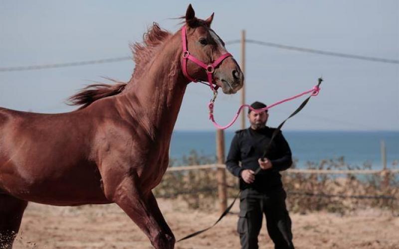 صور: وحدة الخيالة في شرطة غزة
