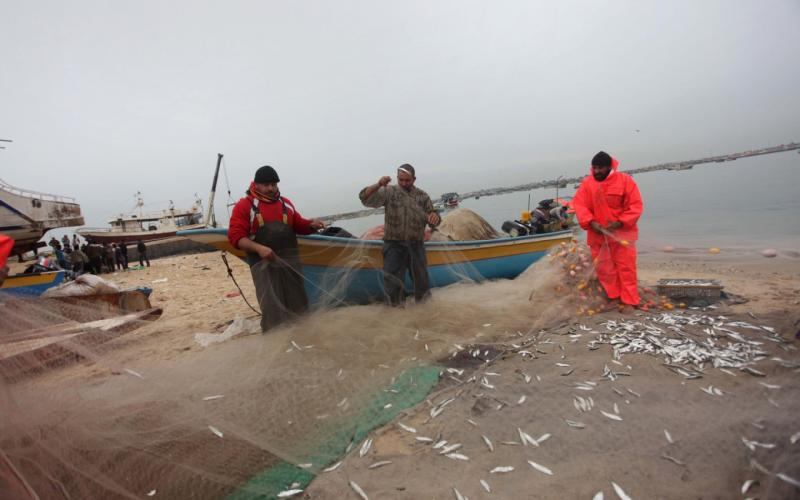 صور: "السردينة" تغزو شواطئ غزة