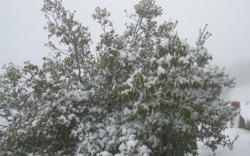 صور .. الخليل تستيقظ على ثوبها الثلجي الأبيض