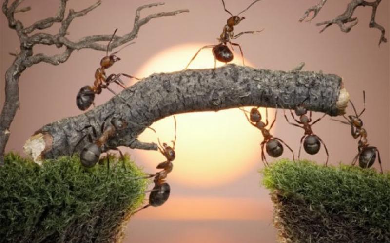 بالصور.. يوم في حياة النمل!