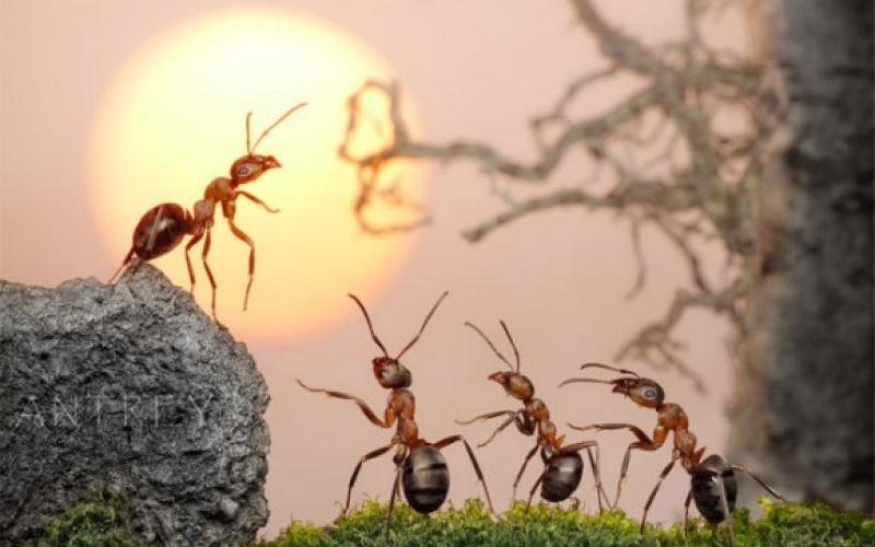 بالصور.. يوم في حياة النمل!