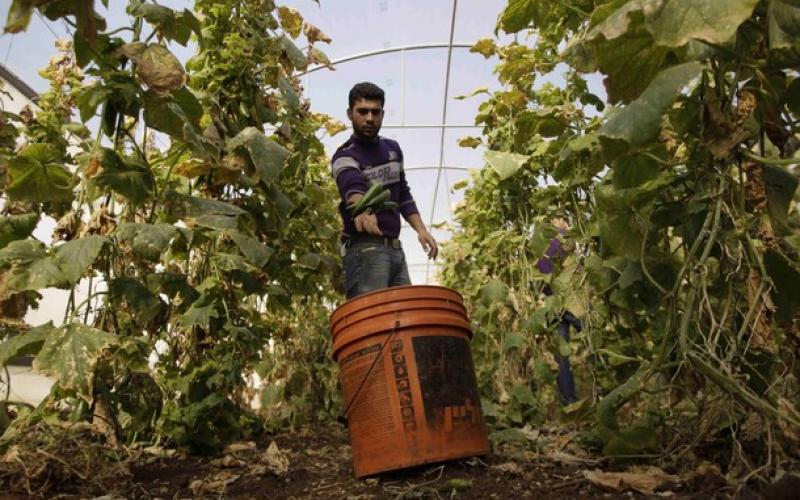 صور.. جني الطماطم والخيار بالضفة المحتلة