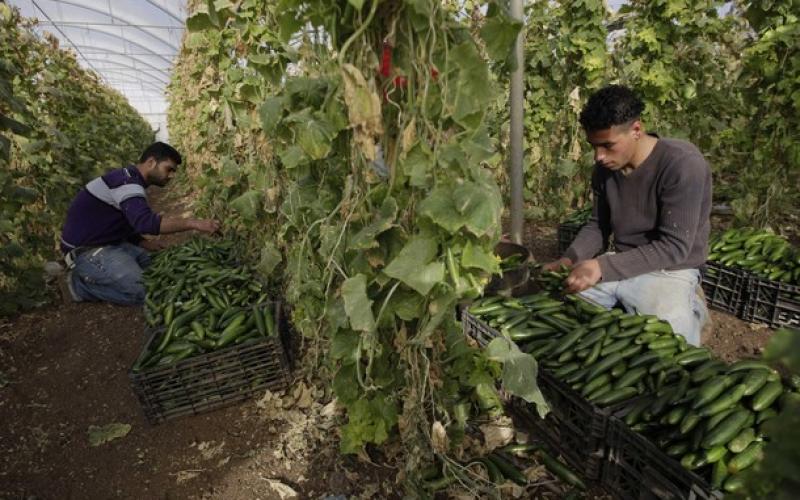 صور.. جني الطماطم والخيار بالضفة المحتلة