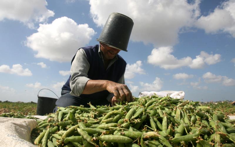 صور .. الجراد على عتبات غزة الجنوبية