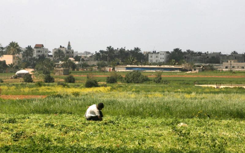 صور .. الجراد على عتبات غزة الجنوبية