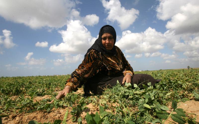 صور .. الجراد على عتبات غزة الجنوبية