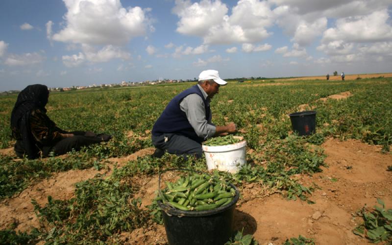 صور .. الجراد على عتبات غزة الجنوبية