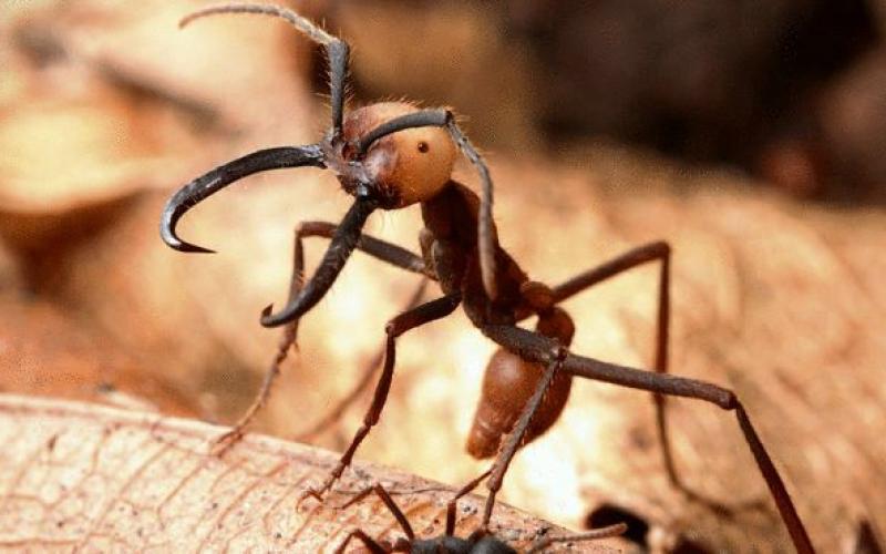 بالصور: أخطر 5 حشرات في العالم