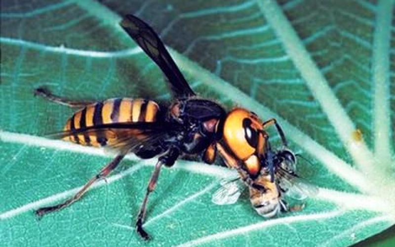 بالصور: أخطر 5 حشرات في العالم