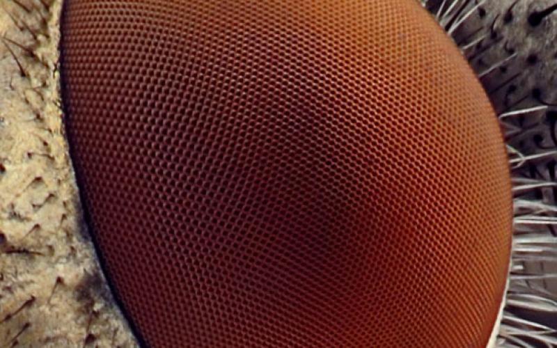 صور: عيون الحشرات بتقنية المايكرو