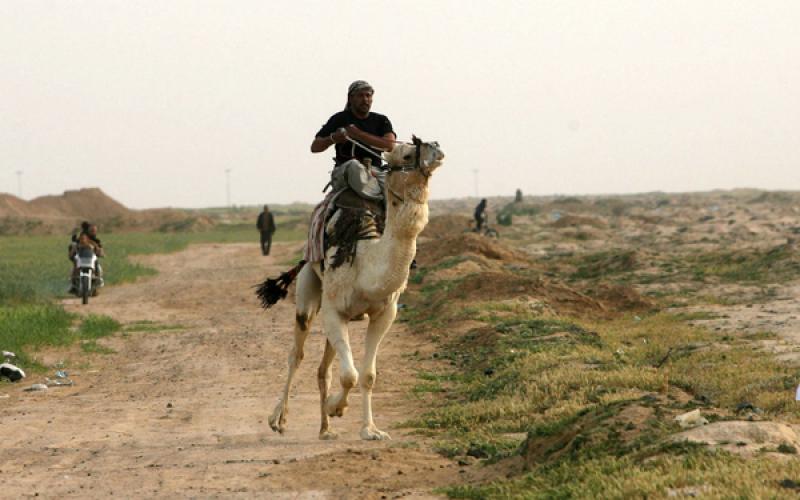 صور: سباق "الجمال" في رفح