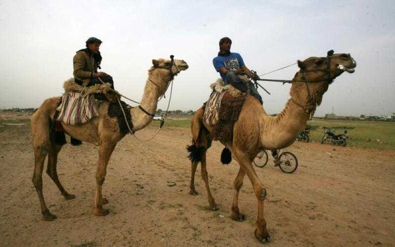 صور: سباق "الجمال" في رفح