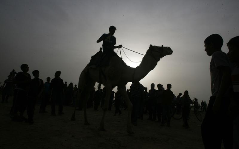 صور: سباق "الجمال" في رفح