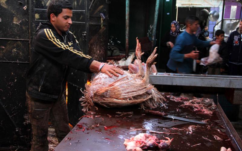 صور: اقبال ضعيف على شراء الديك الرومي بعد ارتفاع سعره