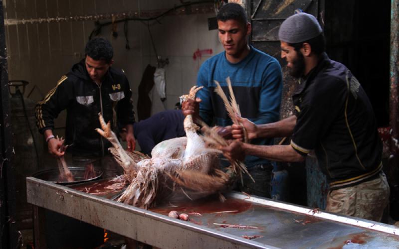 صور: اقبال ضعيف على شراء الديك الرومي بعد ارتفاع سعره