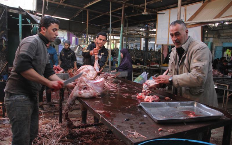 صور: اقبال ضعيف على شراء الديك الرومي بعد ارتفاع سعره