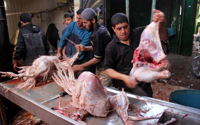 صور: اقبال ضعيف على شراء الديك الرومي بعد ارتفاع سعره