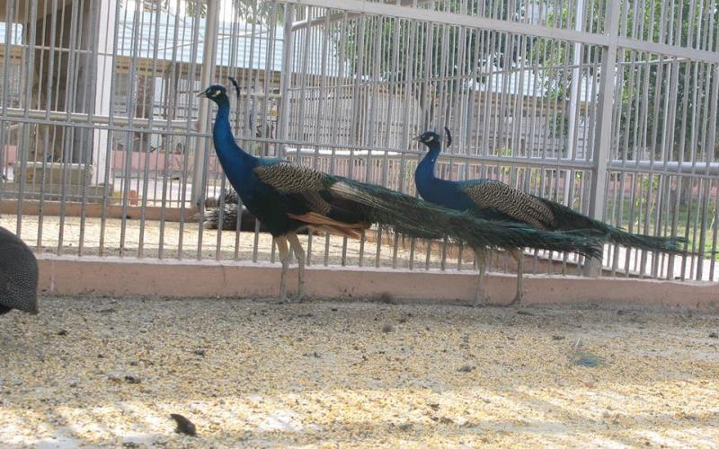 بالصور: "نماء" تفتتح حديقة Jabalia-Zoo