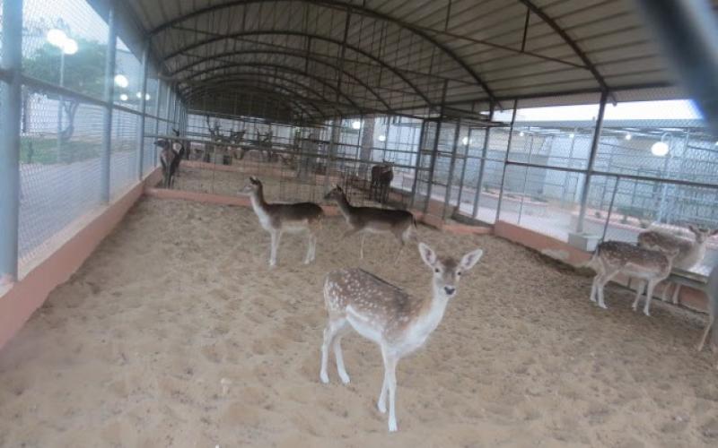 بالصور: "نماء" تفتتح حديقة Jabalia-Zoo