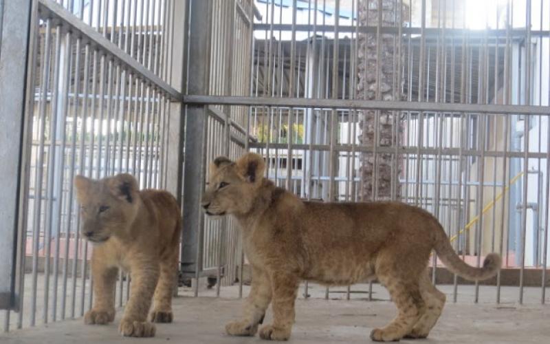 بالصور: "نماء" تفتتح حديقة Jabalia-Zoo
