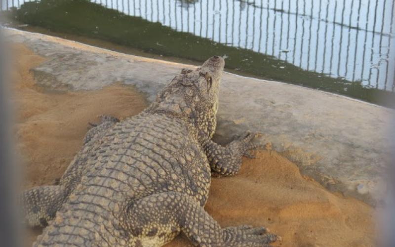 بالصور: "نماء" تفتتح حديقة Jabalia-Zoo