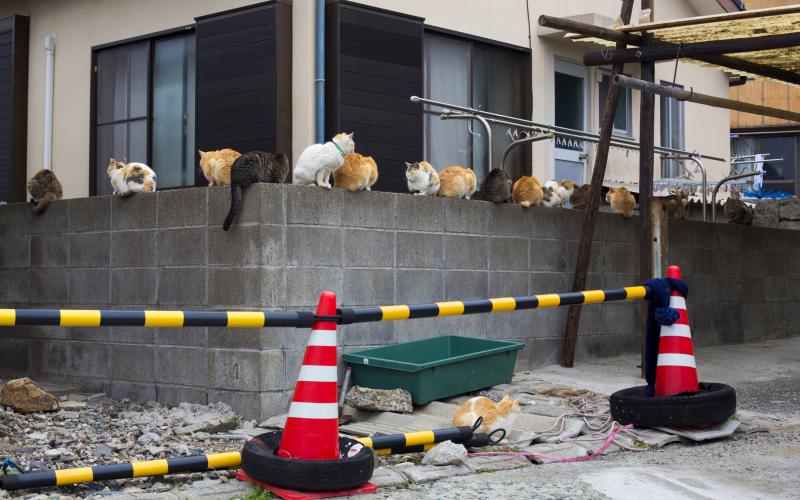 صور: جزيرة "القطط" في اليابان