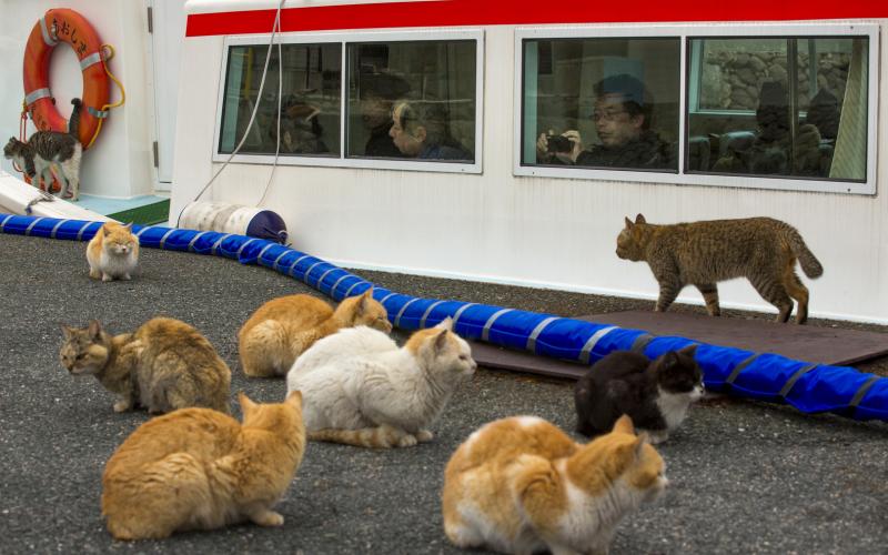 صور: جزيرة "القطط" في اليابان