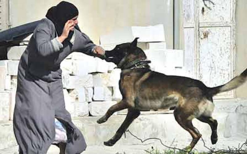 صور: المرأة الفلسطينية .. صمود وتحدي